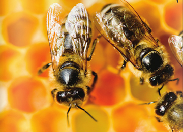 Worldwide Honey Bee Collapse: A Lesson in Ecology