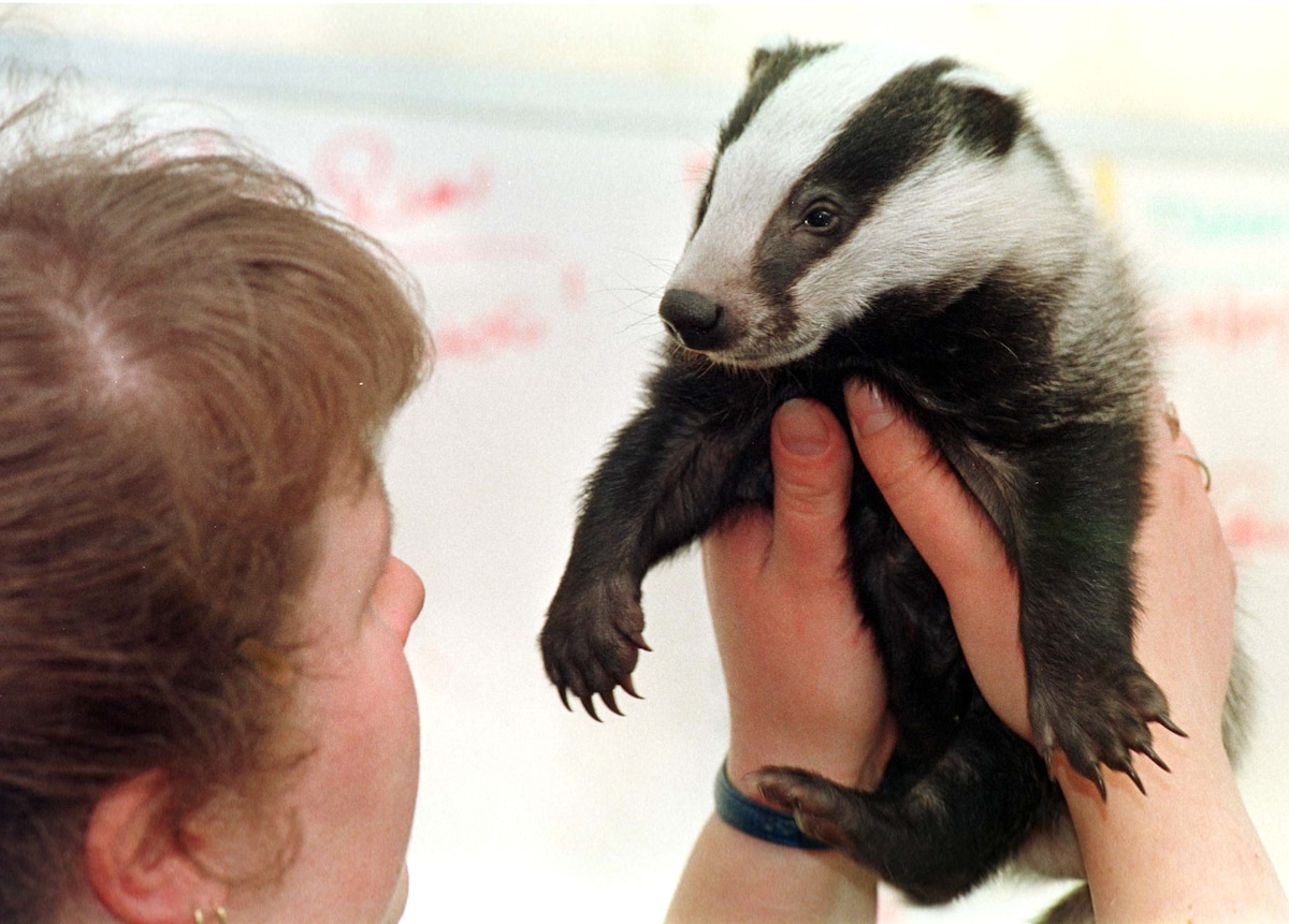 A badger cub at the Gloucestershire Wildlife Rescue Centre at Hartpury, Gloucestershire, England