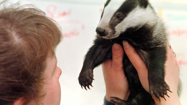 Vaccinations Work Better Than Culling for Bovine Tuberculosis in Badgers, Study Finds