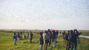 Birding 101: Everything You Need to Know