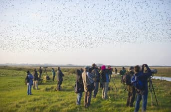 Birding 101: Everything You Need to Know