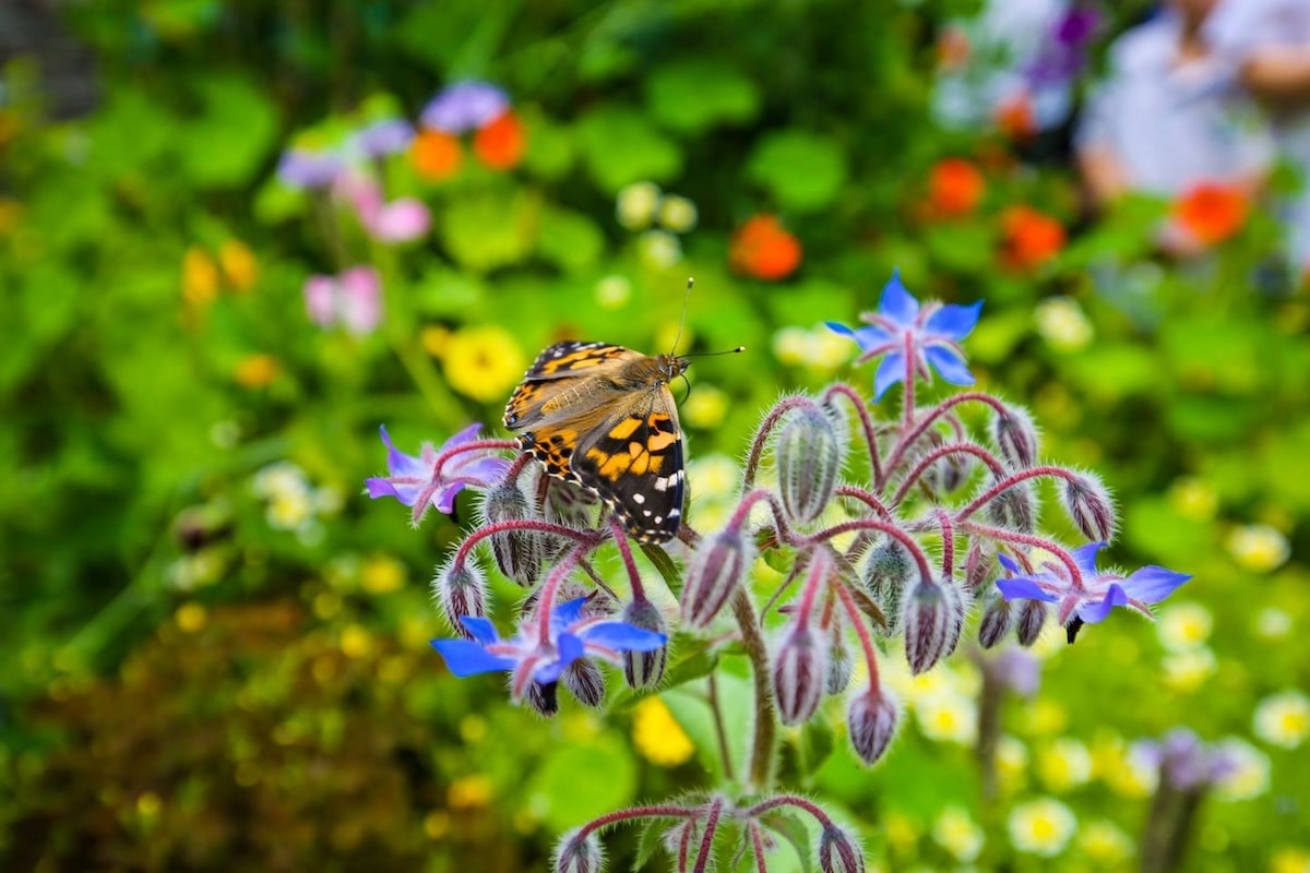 A butterfly in a garden at the Grasmere School & Nursery in the UK