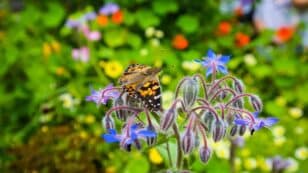 UK Butterfly Numbers at Record Low in ‘Warning Sign to Us All,’ Conservationists Report