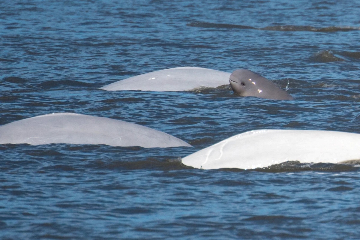 A Cook Inlet beluga calf swims with three larger beluga whales