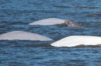 Alaska Federal Court Overturns Oil Lease Sale in Critical Beluga Whale Habitat