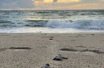 Extreme Heat in Florida Keys Threatens an Entire Ecosystem