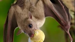 Fruit Bats Have Cognitive Abilities Previously Believed to Be Exclusive to Humans, Research Finds