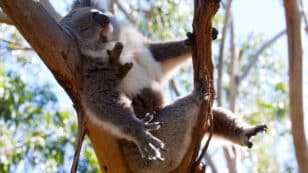 Koalas Can Predict the Hottest Summer Days and Lower Their Body Temperatures Accordingly, Study Finds