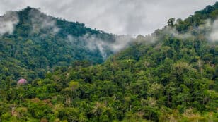 Tree Bark Can Remove Methane Emissions From the Atmosphere, Study Finds