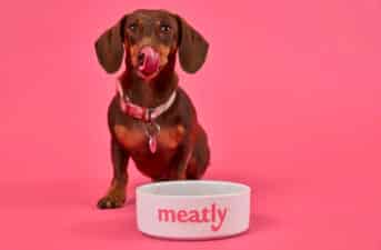 UK Approves Lab-Grown Meat in Pet Food