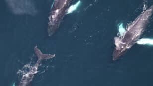 Unusually Large Number of Whales Spotted, Including Multiple Endangered Species, off Northeast U.S. Coasts