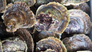 High Levels of Fiberglass Detected in Oysters and Mussels