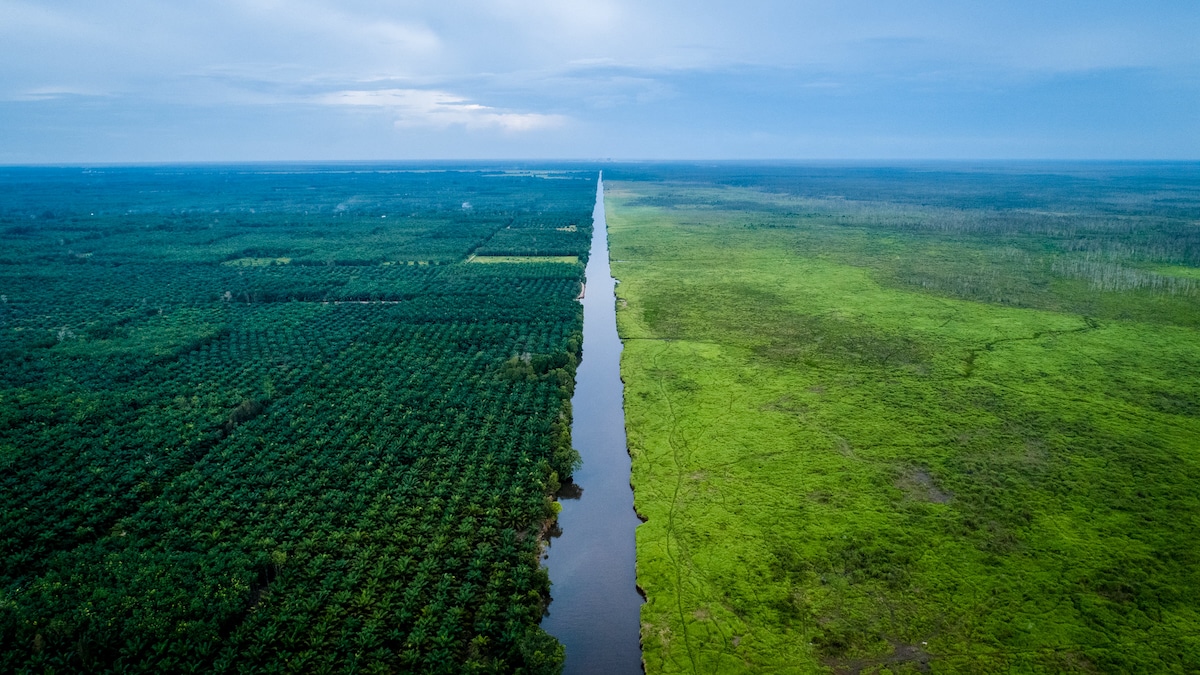 Some companies plant palm oil trees for biofuels in tropical areas like this region in Indonesia adjacent to the Padang Sugihan Wildlife Reserve