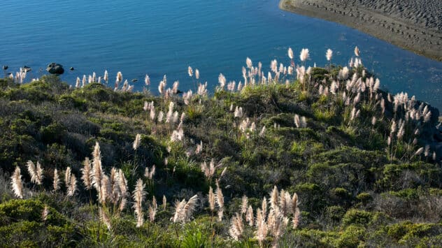 Invasive Species Expanding Their Ranges 100x Faster Than Native Species, Study Finds