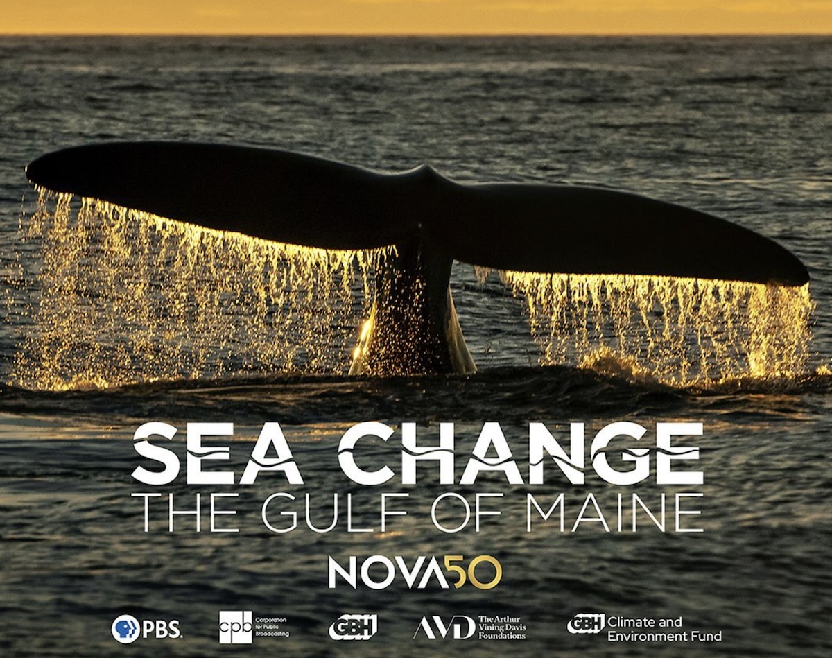 A promotional image shows a whale's fin above the water, for the three-part PBS series "Sea Change."