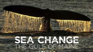 Gulf of Maine in Peril: PBS Documentary Explores the Ocean’s Threats and Resilience