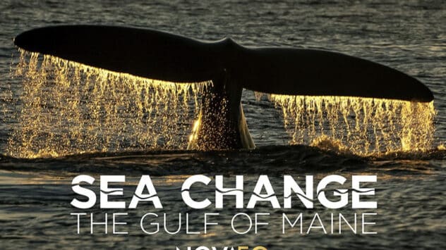 Gulf of Maine in Peril: PBS Documentary Explores the Ocean’s Threats and Resilience