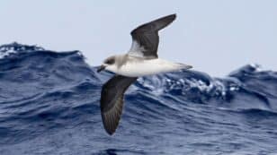 Rare Seafaring Birds Follow Tropical Cyclones to Find Better Feeding Opportunities